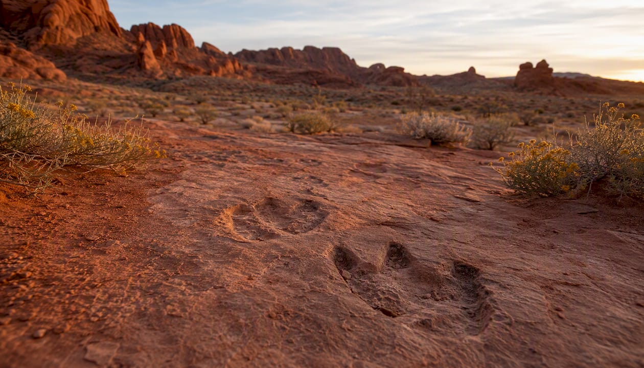 Dinosaur tracks in warm morning light