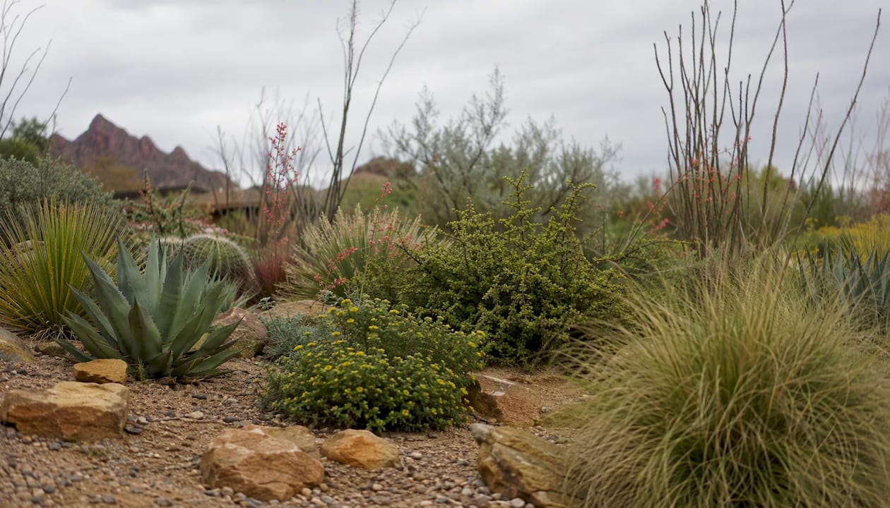 Variety of drought-tolerant plants in garden