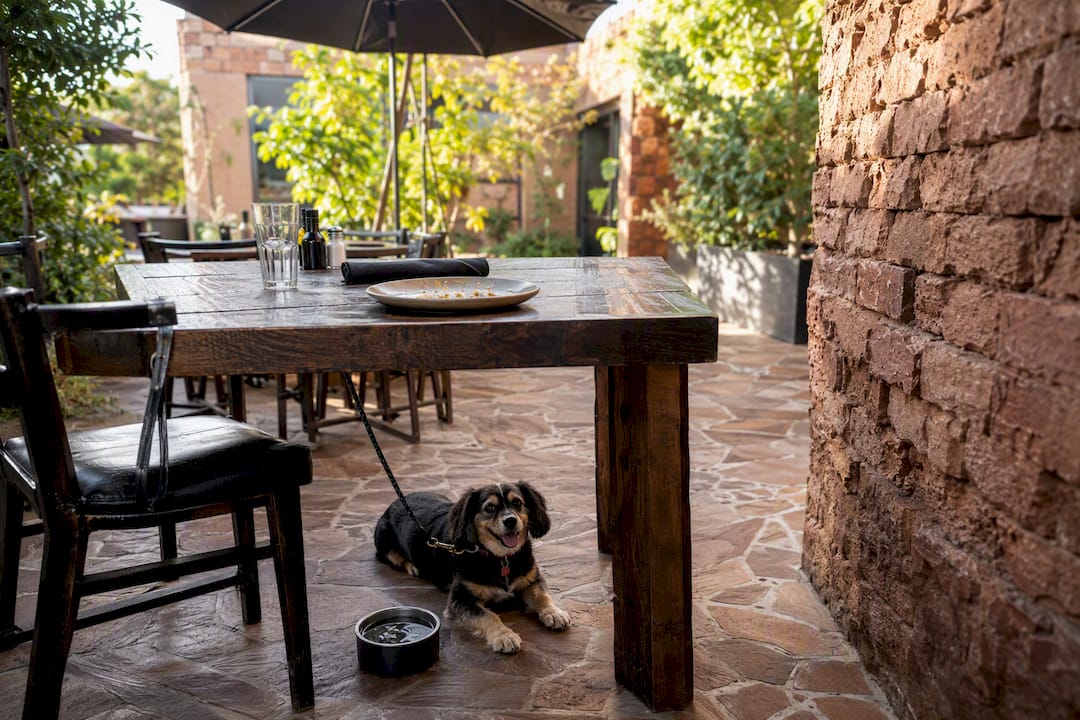 Shaded dog-friendly restaurant patio with dog