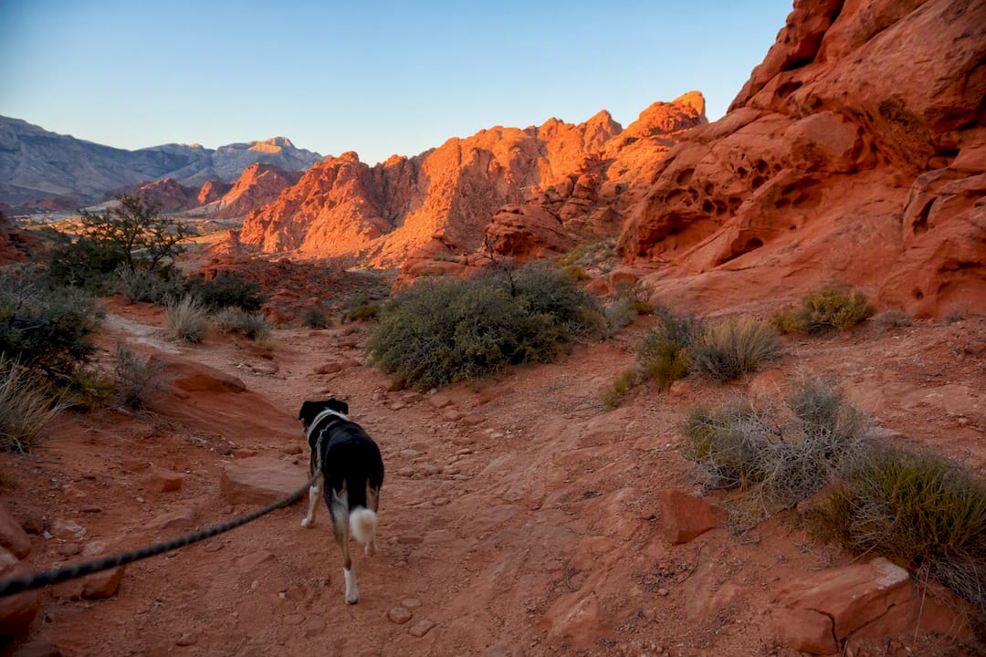 Dog hiking on rocky trail at Snow Canyon