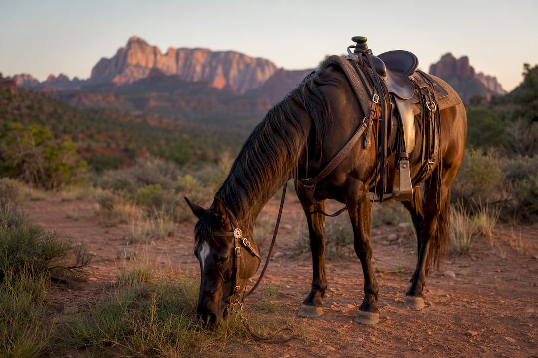 Saddled horses grazing on desert trail